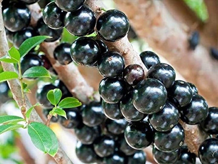 Black Brazilian or Jaboticaba Grape Fruit Seeds for Planting - High-Quality Grapes Seeds