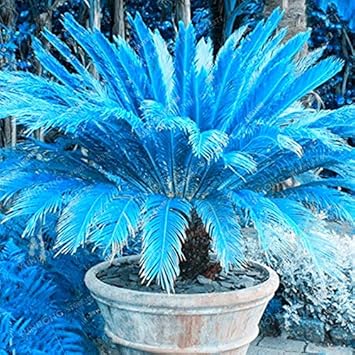 Blue Cycas Seeds for Planting – Organic, Heirloom, Non-GMO Plant Seeds