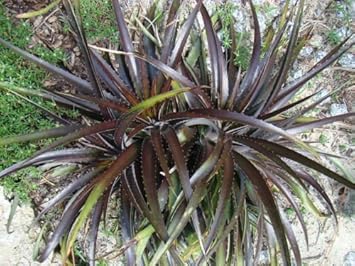 Black Dyckia Plant Seeds for Planting heirloom & Non-GMO Seeds