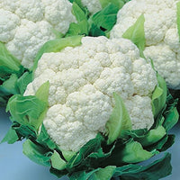 Snow (Crown cauliflower) for planting in garden