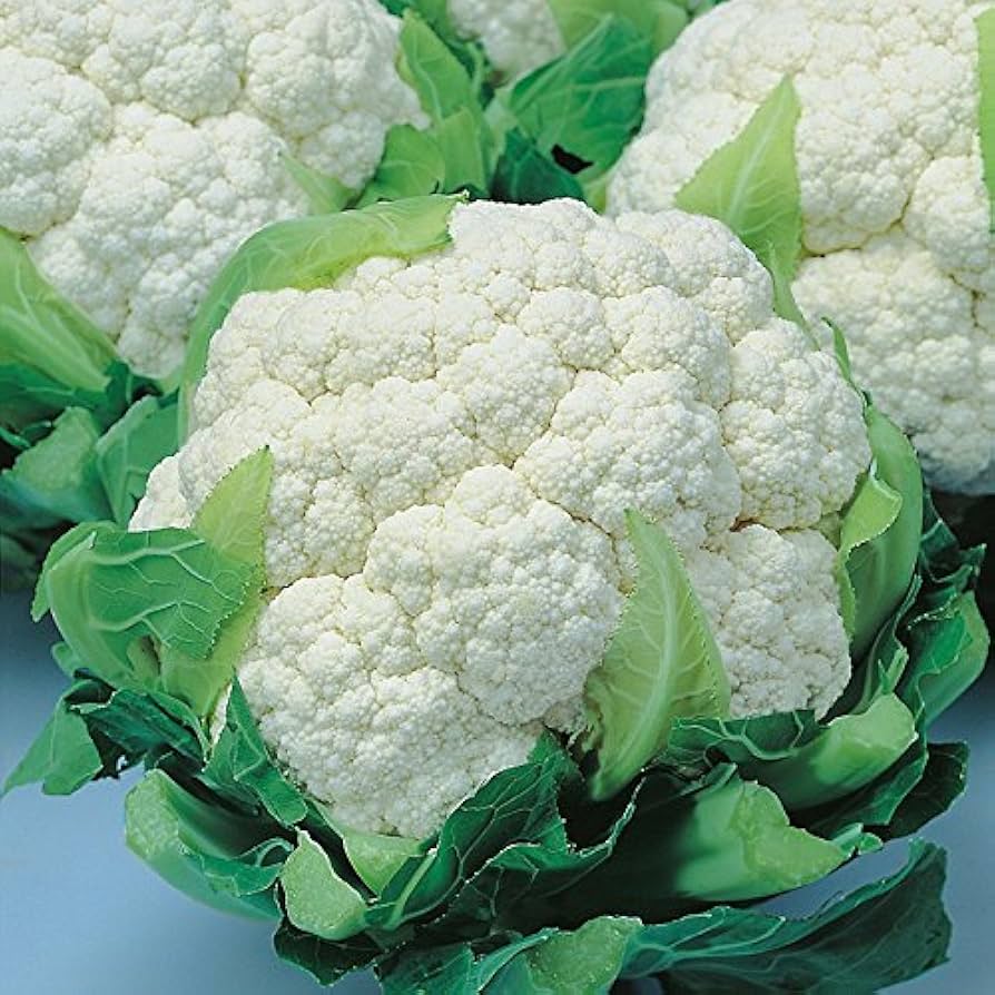 Snow (Crown cauliflower) for planting in garden