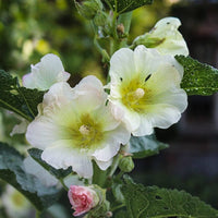 Hollyhock flower Alcea rosea double white perennial seeds for large garden blooms
