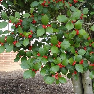 Red Ilex Opaca Fruit Seeds - Hardy Shruds with Red Berries for Ornamental Appeal 100 pcs