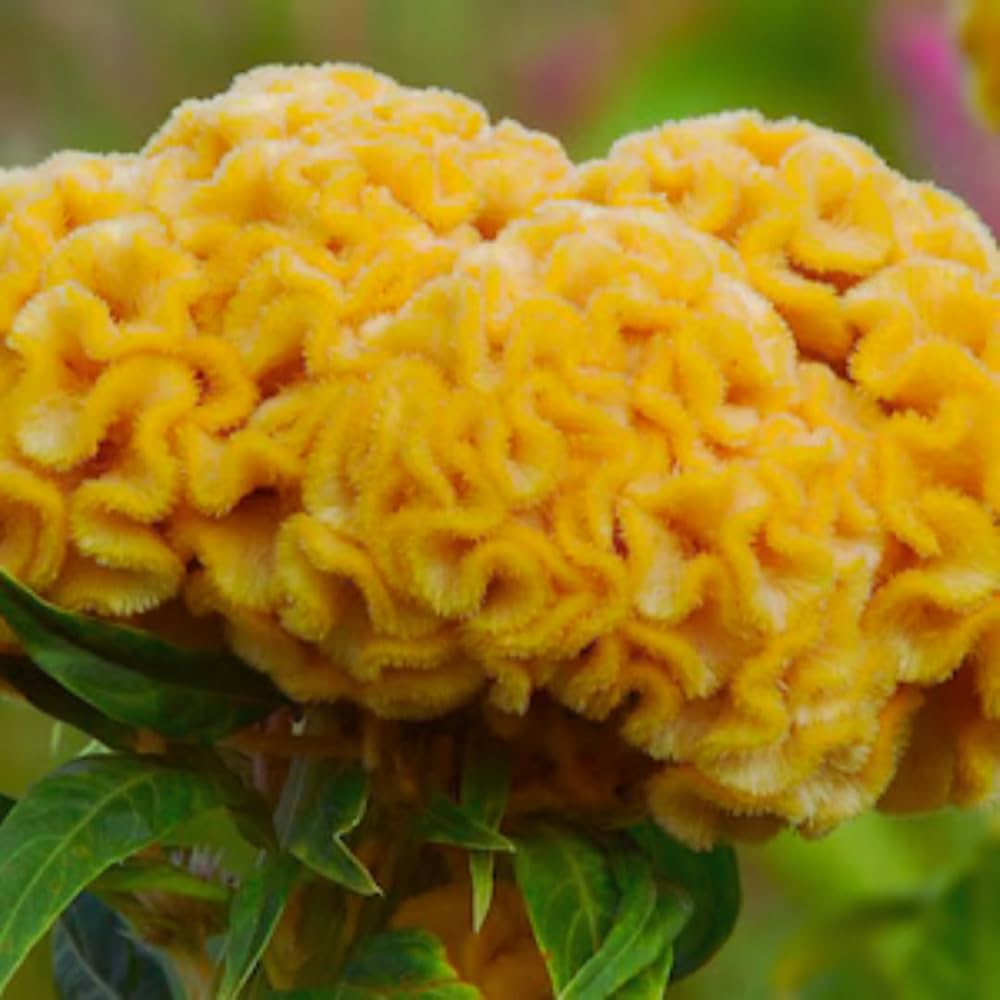 Chief Gold – Celosia Seed