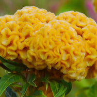 Chief Gold – Celosia Seed