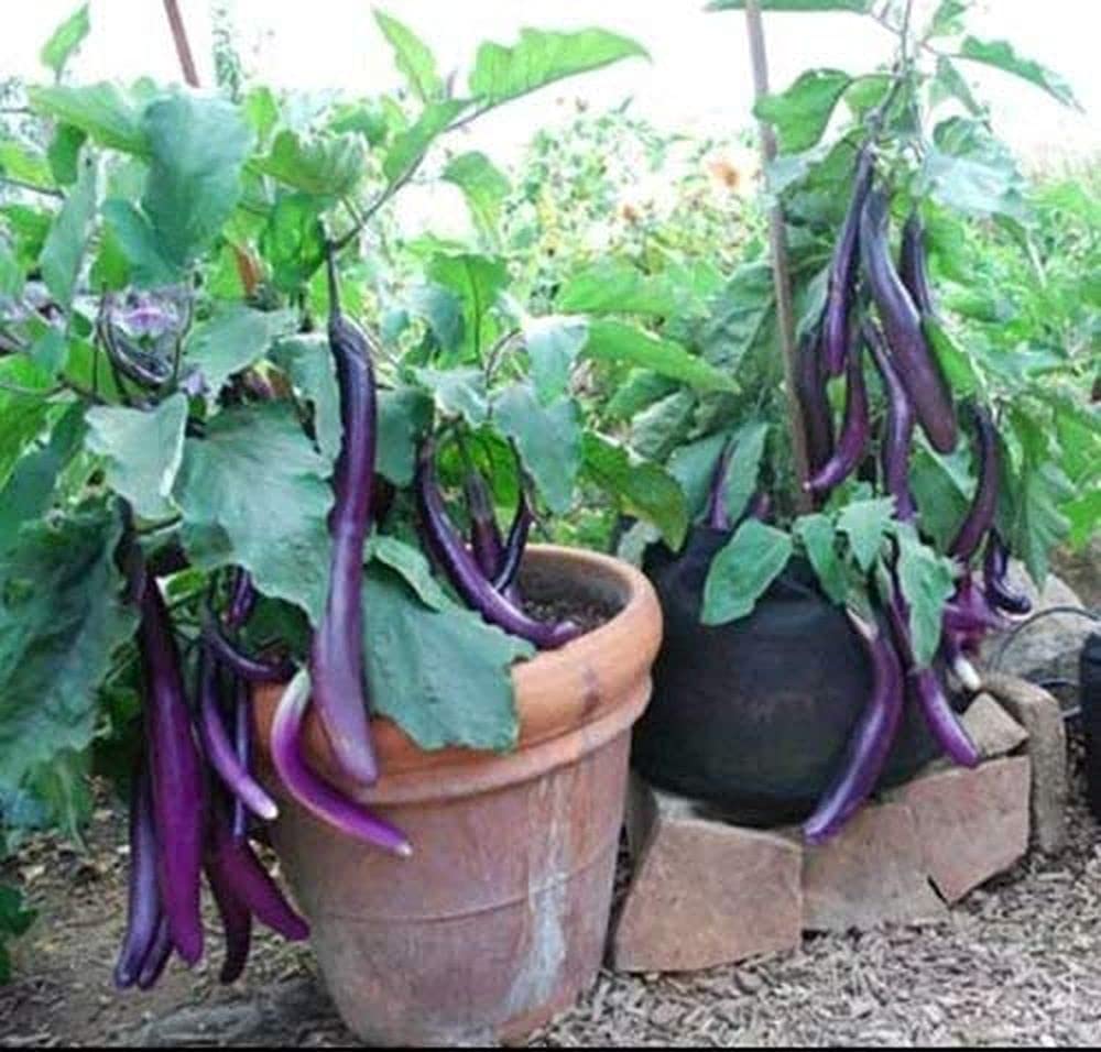 Eggplant Solanum melongena Vegetable Seeds for Planting Hangzhou Red Long Variety in Home Garden