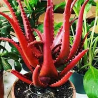 Aloe Vera Rare Pink Flower Fragrant Plant Seeds