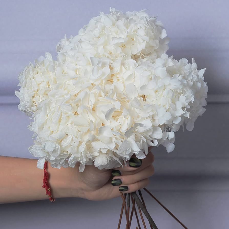 White - Hydrangea for planting in home garden