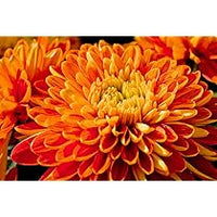 Orange Giant Chrysanthemum Seeds