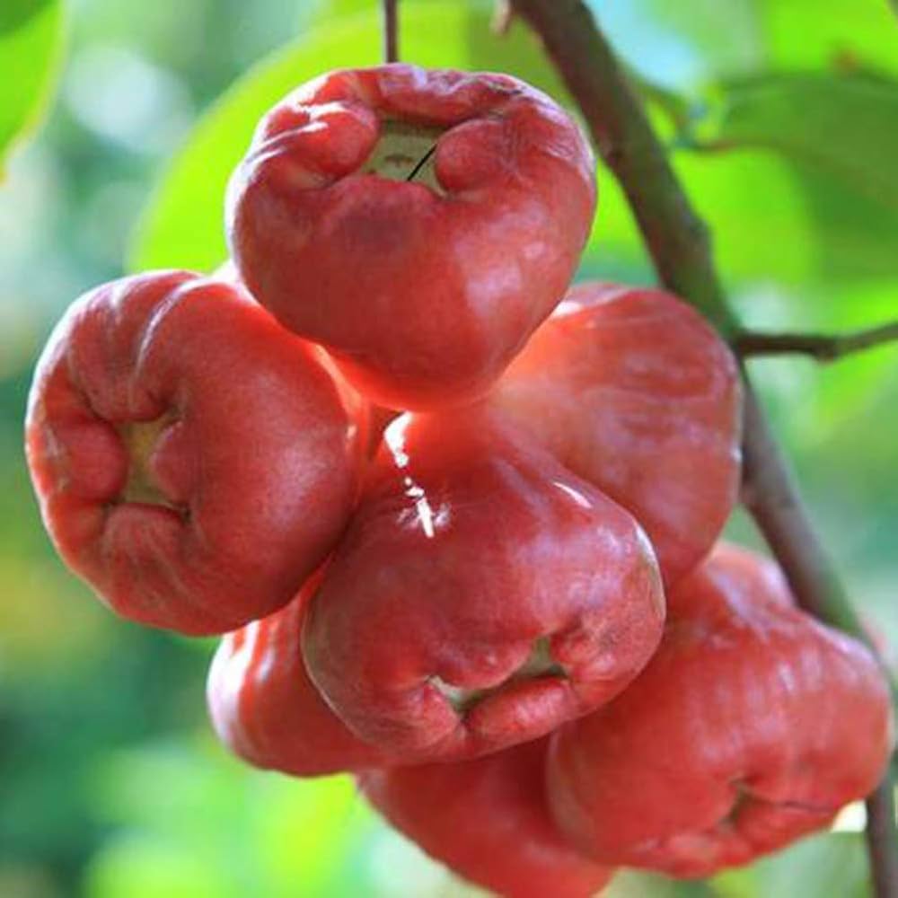 Rose Apple or Water Apple Fruit Seeds for Planting - Growing Nutritious and Sweet Apple Trees