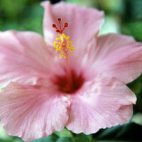 Heirloom Non-GMO Baby Pink Hibiscus Flower Seeds – Delicate Tropical Blooms for Garden Planting