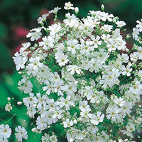 Gypsophila Paniculata Romantic Star Flower - for planting in home garden