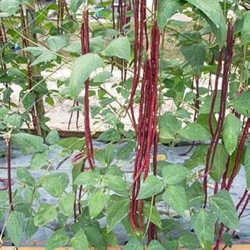 Long Bean Vigna unguiculata seeds for garden planting