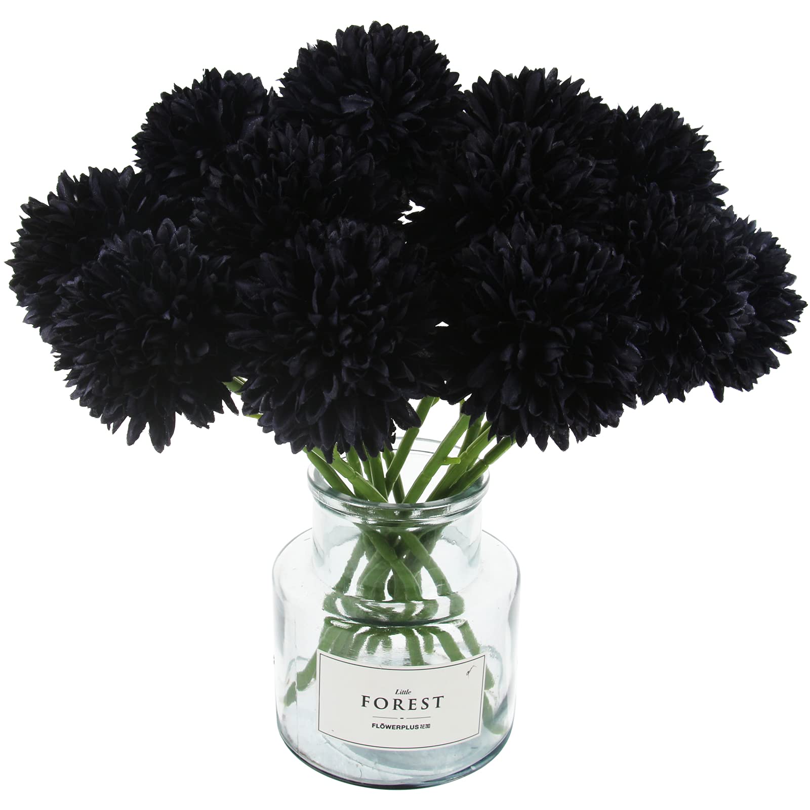 Chrysanthemum Black Perennial Flower - for planting in home garden