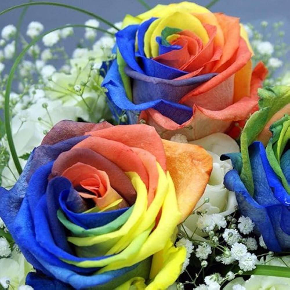 Rare rainbow rose multi-color flowers grown from seeds with petals blending various bright shades