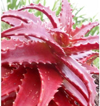 Aloe Vera Rare Pink Flower Fragrant Plant Seeds