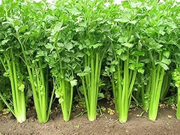Celery Vegetable Seeds for Planting - 100 pcs