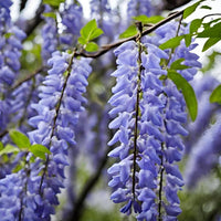 Heirloom Blue Wisteria Seeds – Non-GMO Flower Seeds for Planting