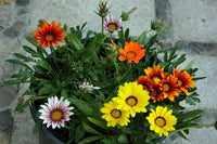 Gazania Daybreak Orange seeds – bright annual blooms for sunny gardens