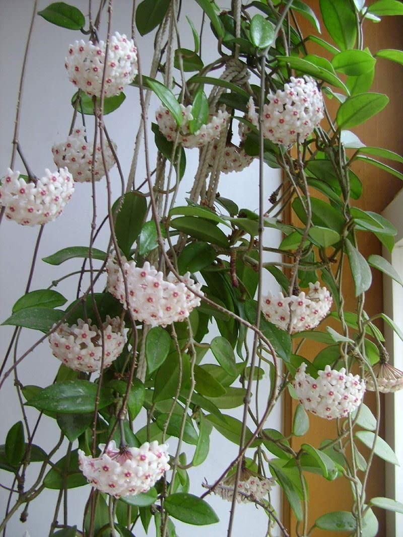 White Violet Orange Hoya Hoya Carnosa Flower Seeds for Planting in Indoor Pots and Hanging Baskets