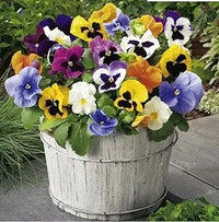 Pansy Viola Tricolor Flower Seeds Mixed Colors