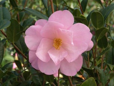 Camellia flower seeds planting, 100