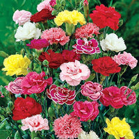 Double Carnation Flower Seeds