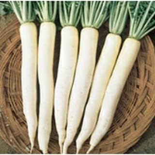 White Carrot Seeds for Planting - 100 pcs