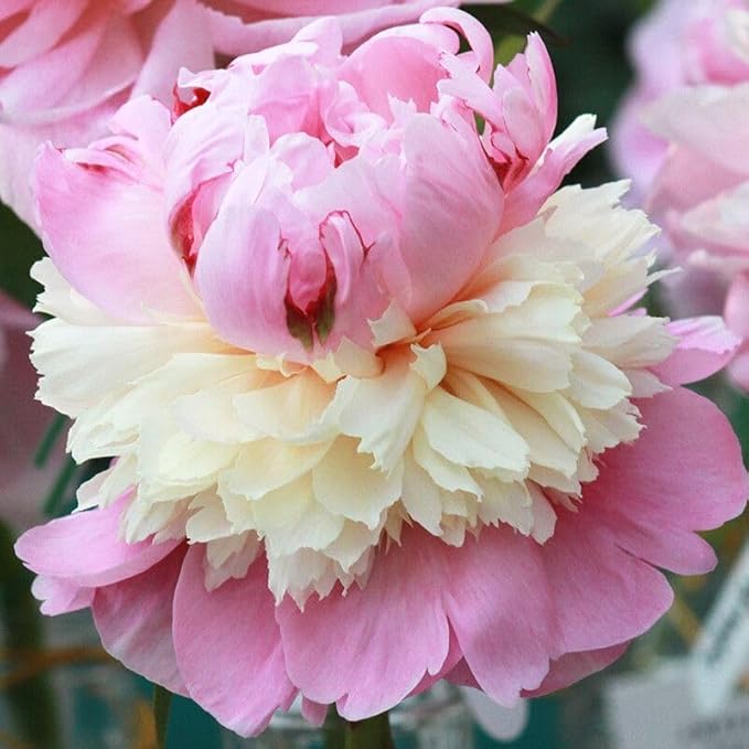 Rare Pink Flower Seeds for Outdoor Bonsai and Home Garden Decor