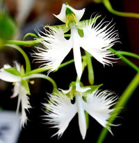 Heirloom Non-GMO Egret Flower Seeds for Planting – Unique Orchid-Like Blooms for Gardens - Non-GMO for planting in home garden