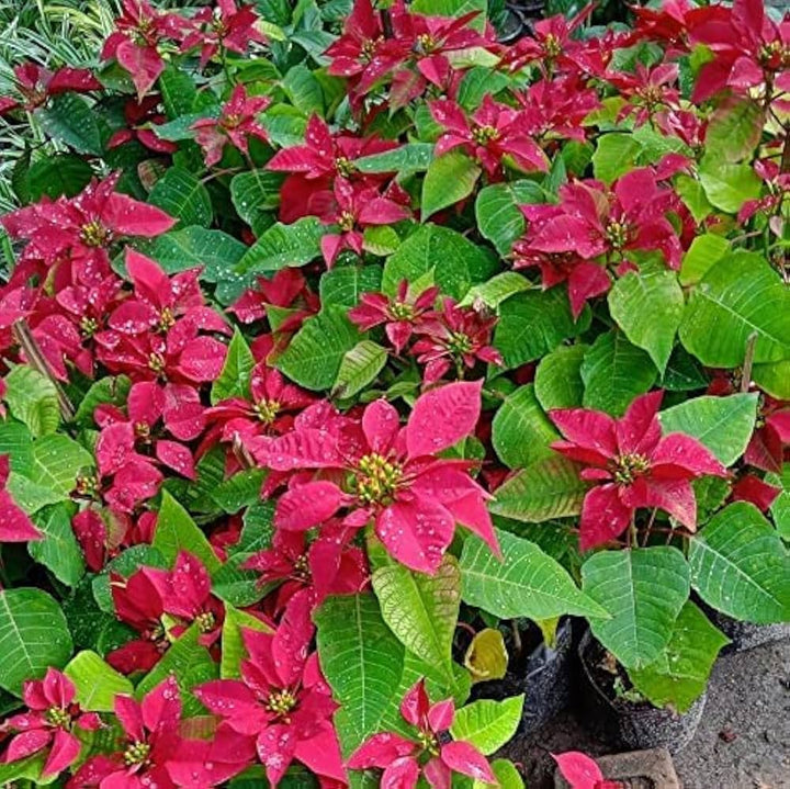 Poinsettia Flower Seeds for Planting ,Heirloom Seeds -100