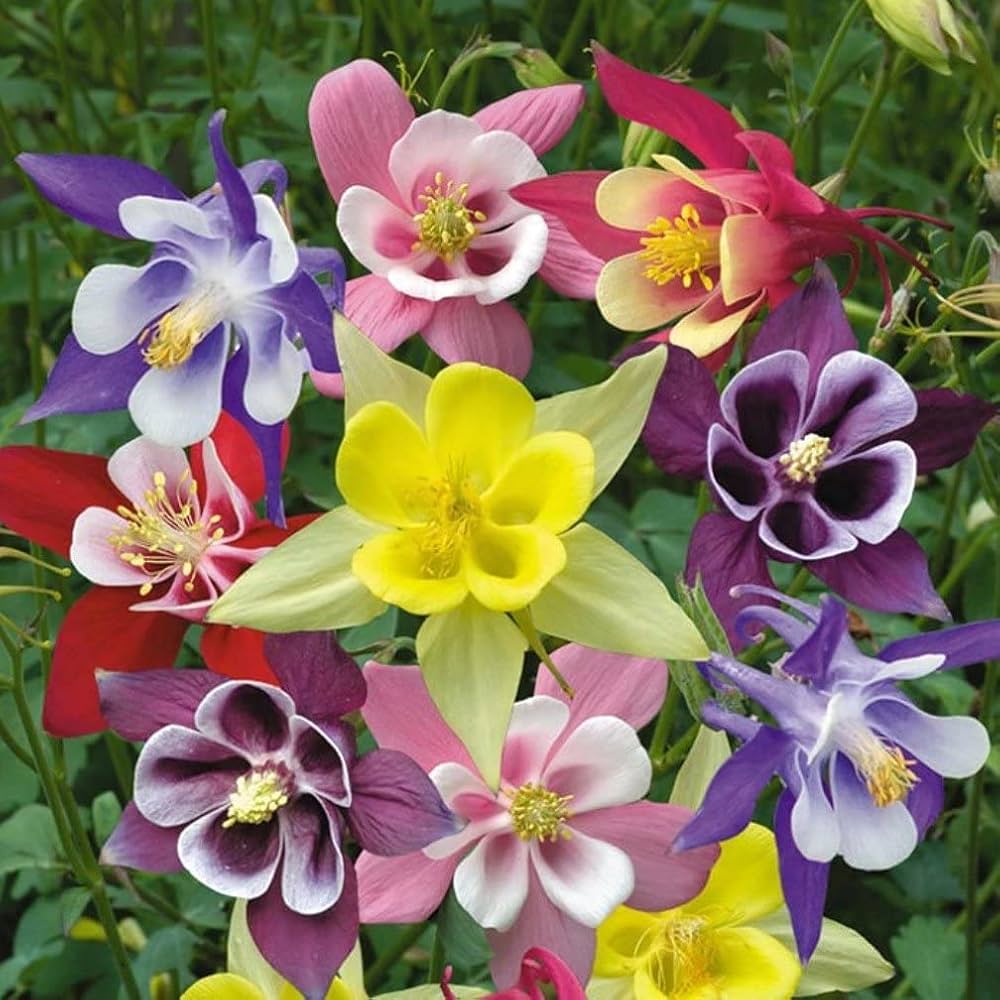 Aquilegia Viridiflora Pall Perennial Flower Seeds