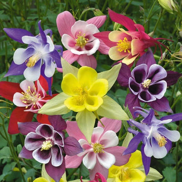 Aquilegia Mixed Perennial Flower Seeds