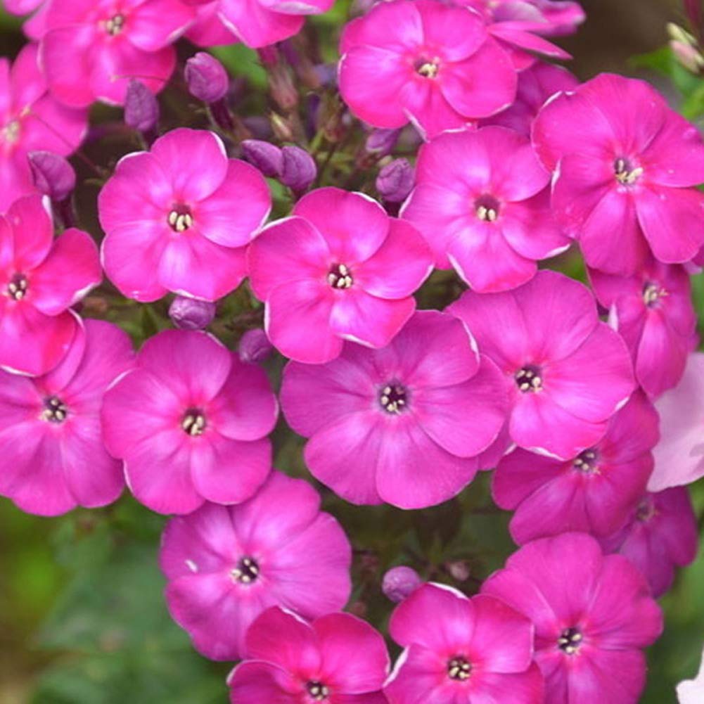 Phlox- Cecily Mixed