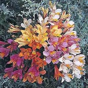 Mixed Alstroemeria Seeds - Heirloom Non-GMO Planting Flower Seeds