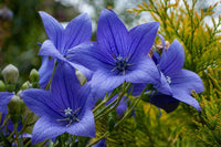 Heirloom Non-GMO Balloon Flower Seeds – Unique Perennial Flower Seeds for Garden Planting