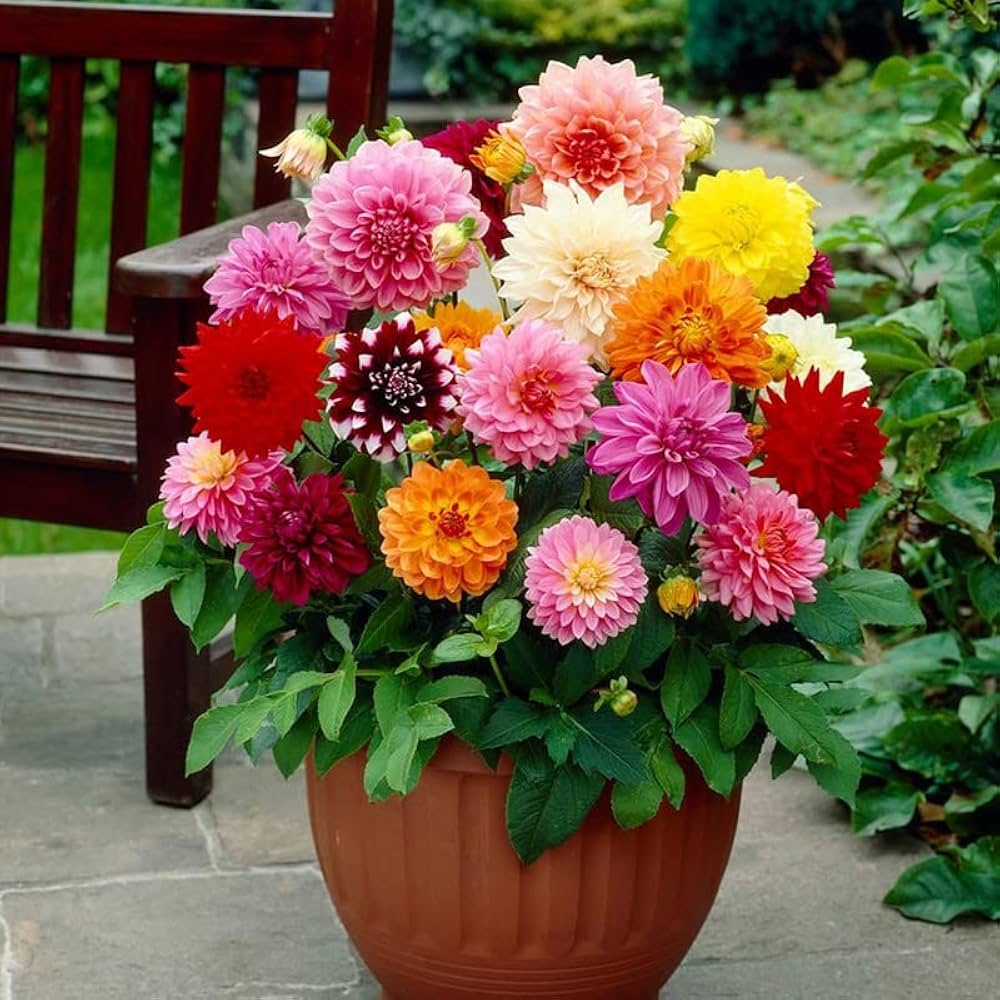 Dinnerplate Dahlia Mixture