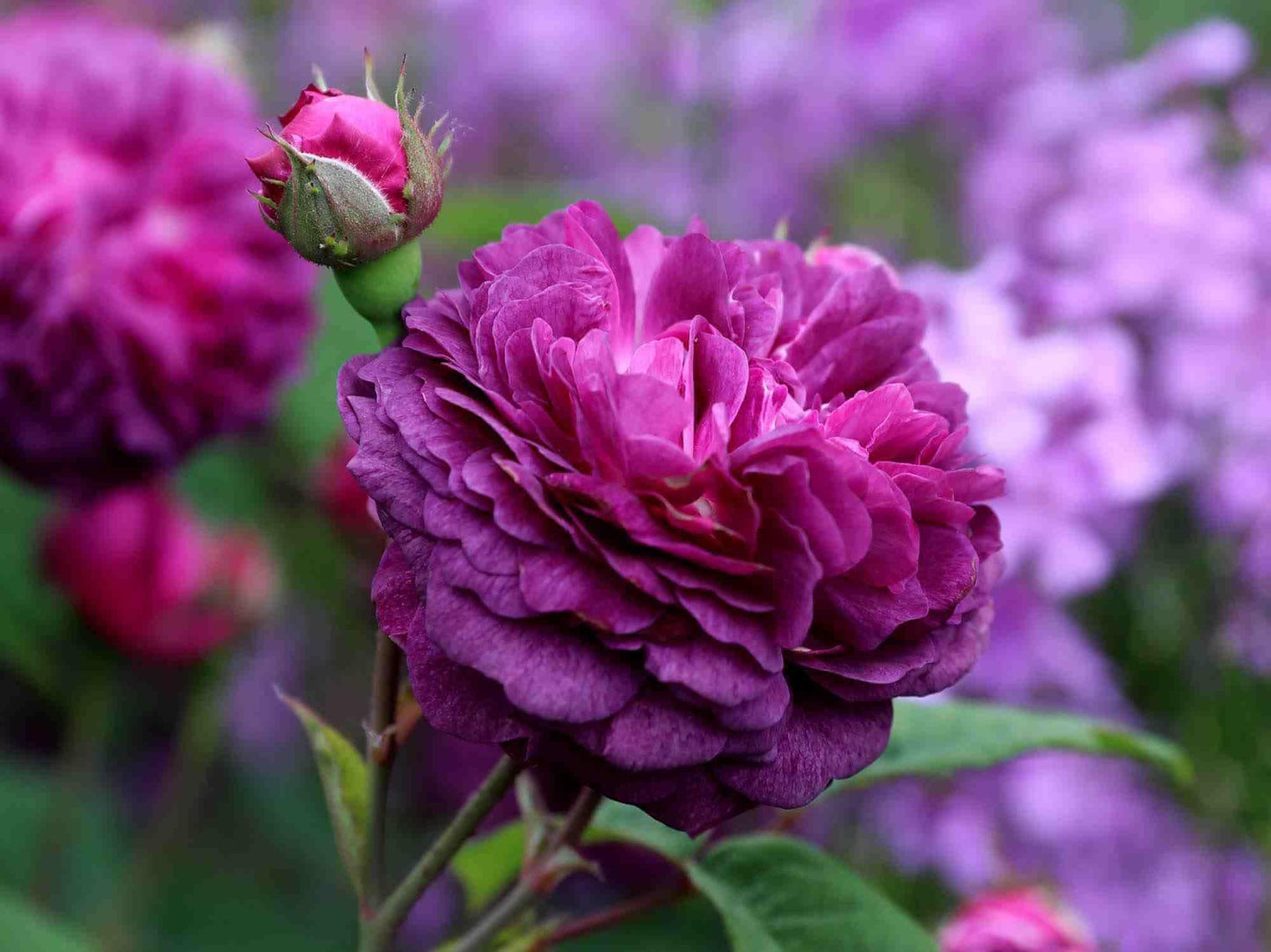 Rare purple climbing rose grown from seeds with vibrant violet blooms on climbing stems