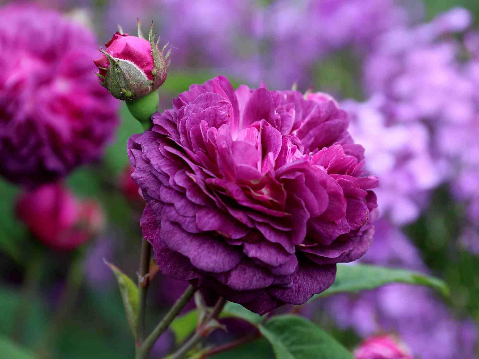 Rare purple climbing rose grown from seeds with vibrant violet blooms on climbing stems