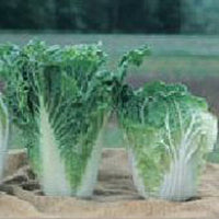 Rubicon – Chinese Cabbage Seed