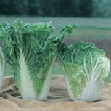 Rubicon – Chinese Cabbage Seed