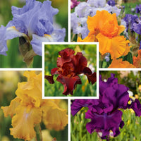 Twice as Nice Reblooming Iris Collection