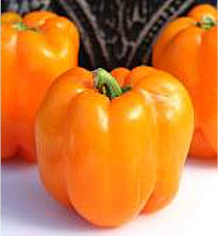 Sweet Orange Pepper seeds – non-GMO, crisp and fruity flavor