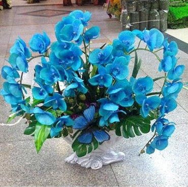 Phalaenopsis Orchid Sky Blue Miniature Flower Seeds for Indoor Garden