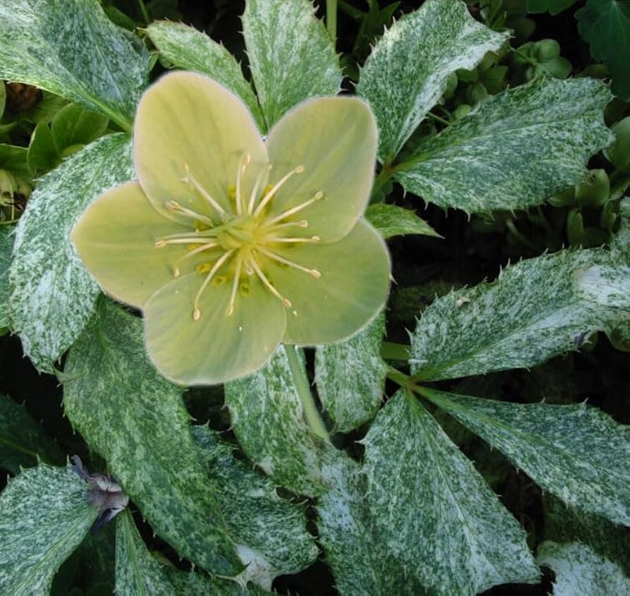 Helleborus argutifolius ‘Pacific Frost’ seeds producing variegated green-white foliage with pale green blooms