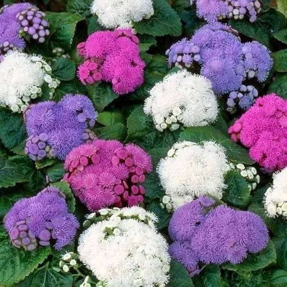 Heirloom Ageratum Balls Mix Flower Seeds for Planting - heirloom and Non-GMO garden seeds - Ageratum for planting in home garden