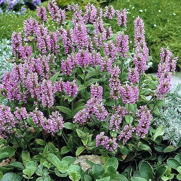 Heirloom Non-GMO Nepeta Flower Seeds for Planting – Fragrant Pollinator-Friendly Blooms