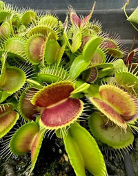 Carnivorous Plant Seeds for Planting - 100