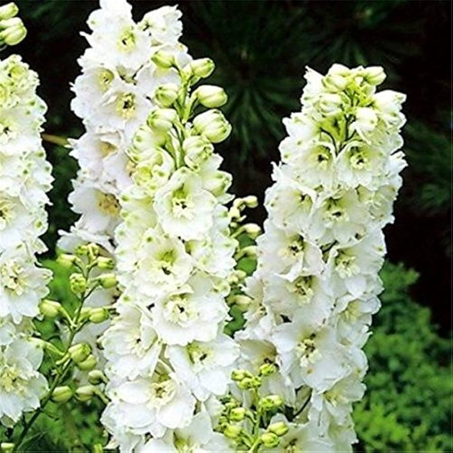 Delphinium flowers grown from Salmon King seeds with tall spikes of soft salmon-colored blooms