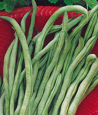 Fortex – Bean Seed